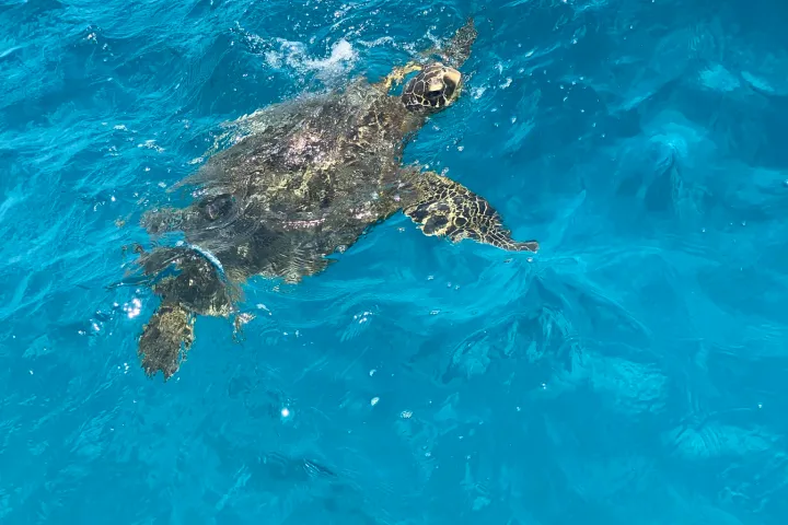 a turtle swimming under water