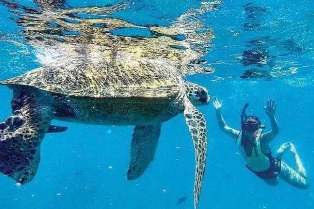 a turtle swimming under water