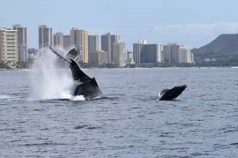 a large body of water with a city in the background