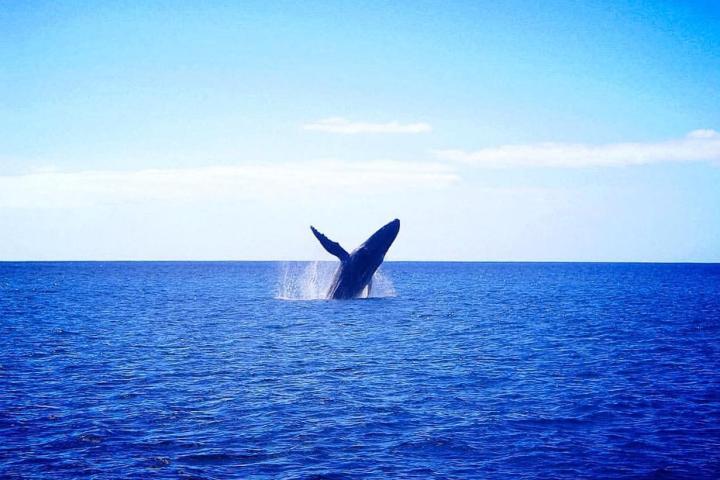 a bird flying over a body of water