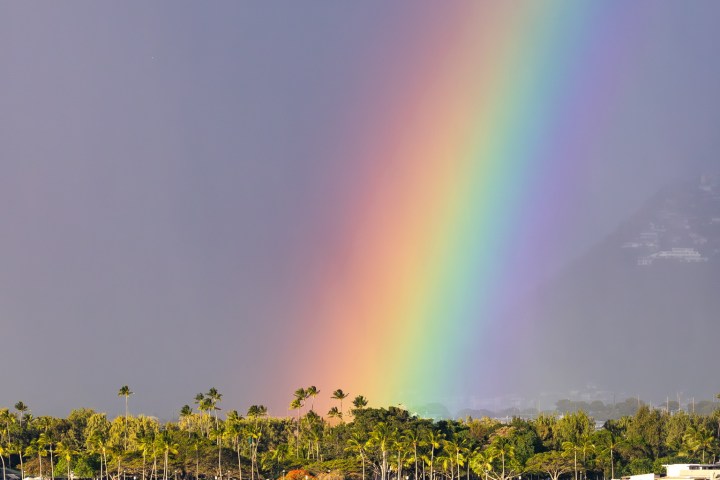Vibrant rainbow over a tropical coastline with palm trees and ocean.