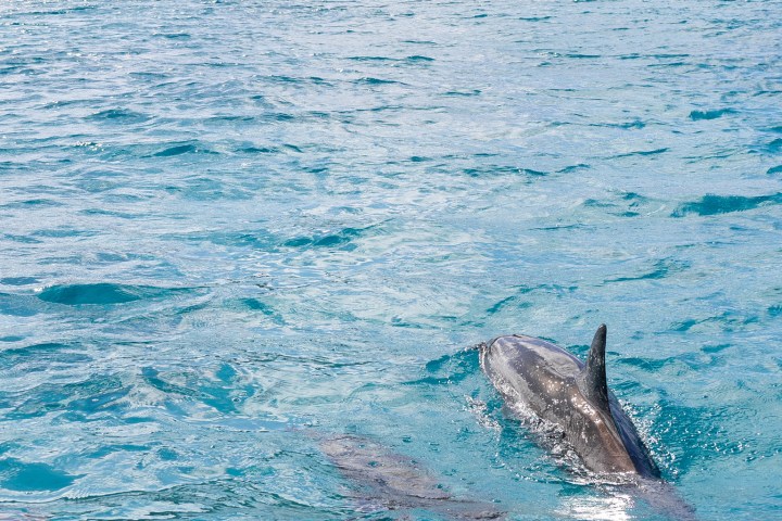 Dolphins swimming in blue ocean with mountains and buildings in the background.
