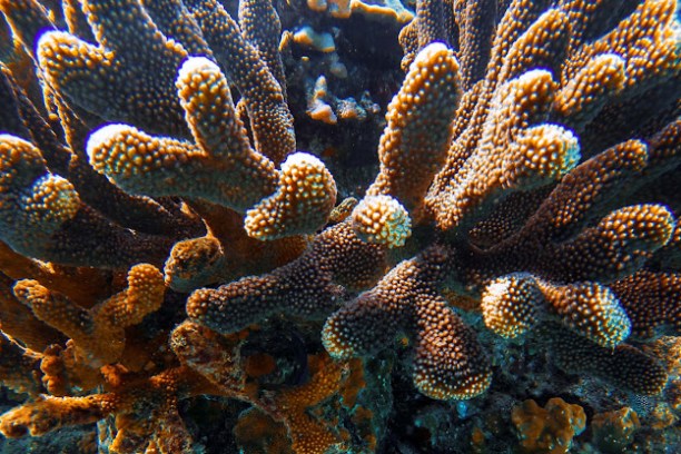 Close-up of underwater coral with branching structures and bumpy surface.