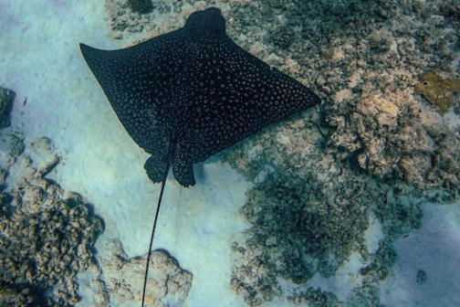 Spotted eagle ray swimming over coral reef in clear water.