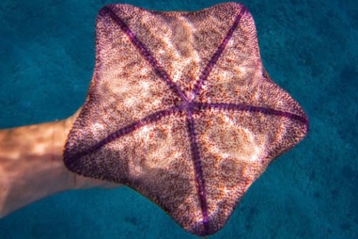 Hand holding a starfish underwater, showcasing its purple and brown patterned surface.