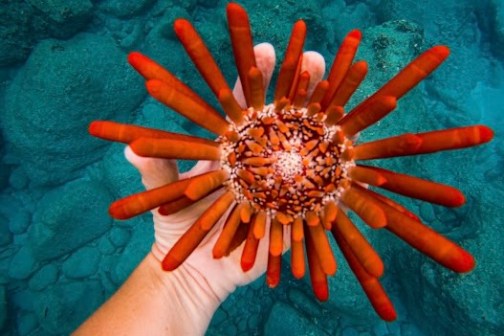 Hand holding a bright red sea urchin in clear blue water.