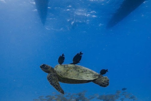 Sea turtle swimming underwater with four small fish above its shell.