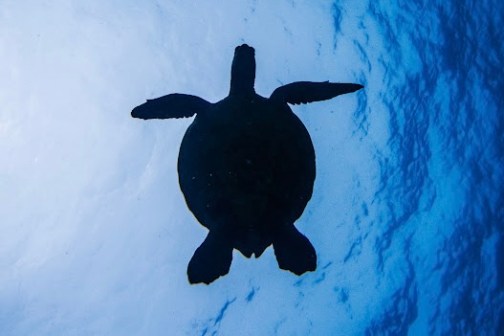 Silhouette of a turtle swimming underwater against a blue background.