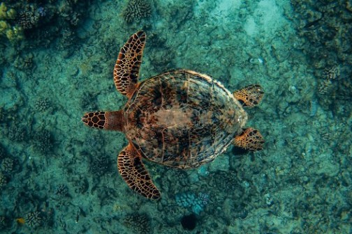 Sea turtle swimming over coral reef in clear blue water.