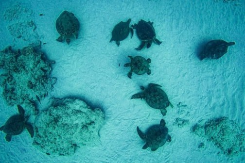 Nine sea turtles swim over sandy ocean floor with scattered coral formations.